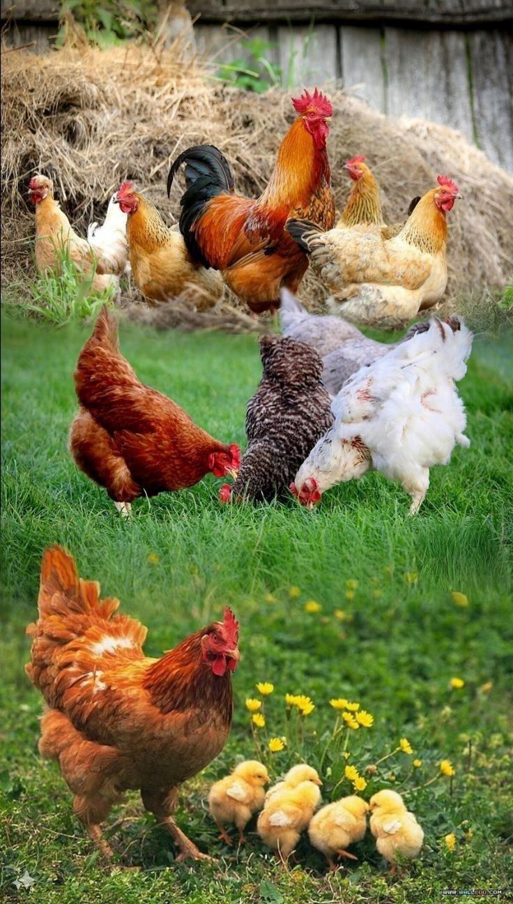 De la ferme à l’assiette : comprendre la chaîne de l’élevage
