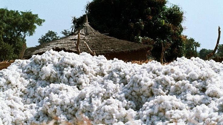Le coton camerounais : une filière en plein essor