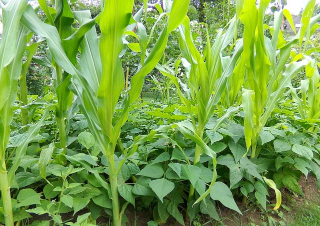 L’association des cultures au Cameroun : entre tradition et performance agricole