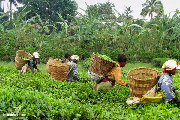 Les femmes rurales, piliers invisibles de l’agriculture africaine