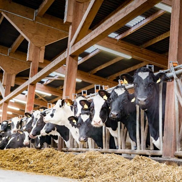 Le Brésilien Tace Trading investit 128 milliards FCFA pour structurer la filière bovine au Cameroun