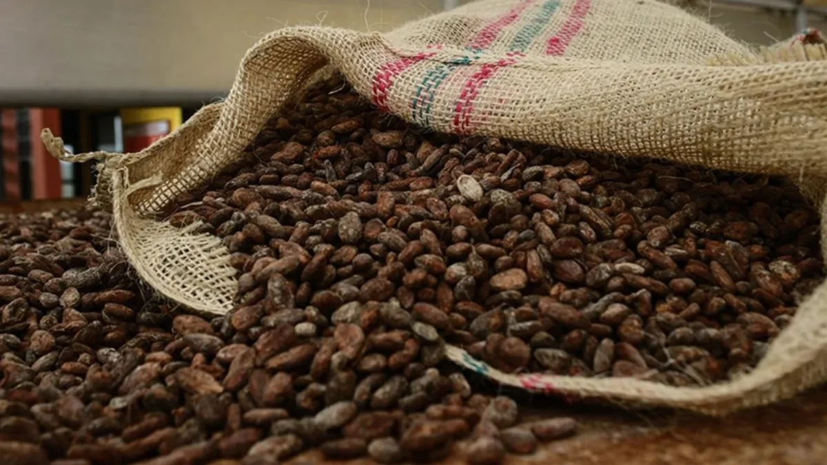 Produire, oui, mais avec une qualité irréprochable : le Cameroun mise sur l’excellence du cacao et du café