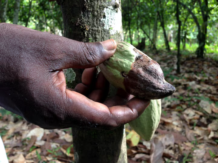 Cameroon Agriculture Crisis & Innovation: Black Pod Disease + Emerging Solutions