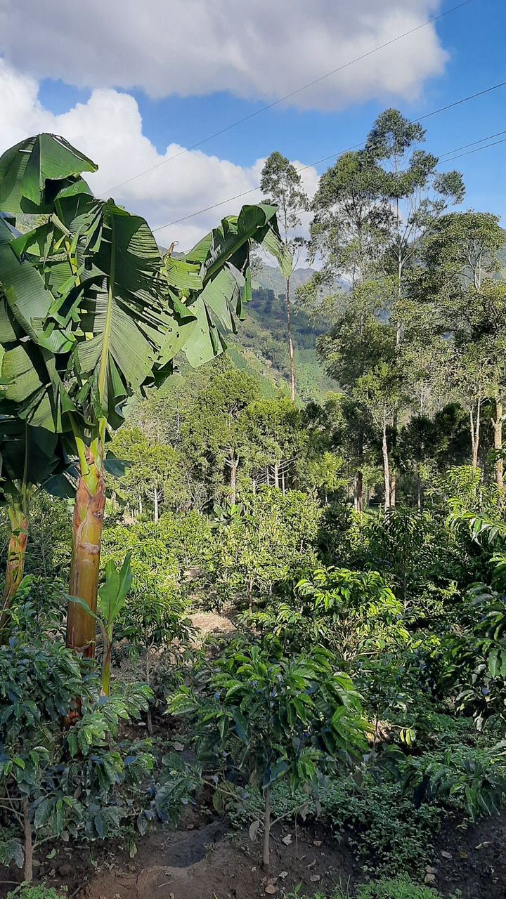 Cameroon’s Farming Story: Challenges, Chances, and a Bright Future